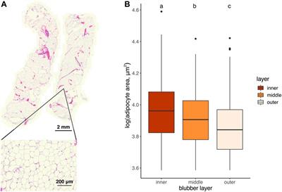 Comprehensive molecular and morphological resolution of blubber stratification in a deep-diving, fasting-adapted seal